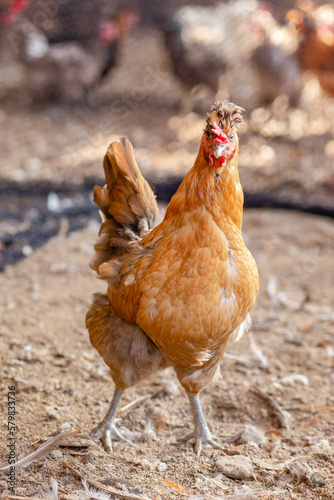 Aves, pollos, gallinas, gallos. pavos.