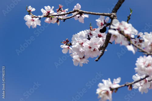 Bright spring day with blooming flowers. Spring concept