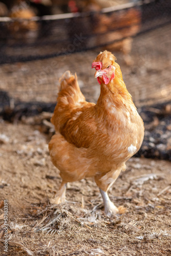 Aves, pollos, gallinas, gallos. pavos.