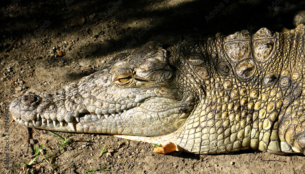 Fototapeta premium Nose-horned Viper (Vipera ammodytes) portrait