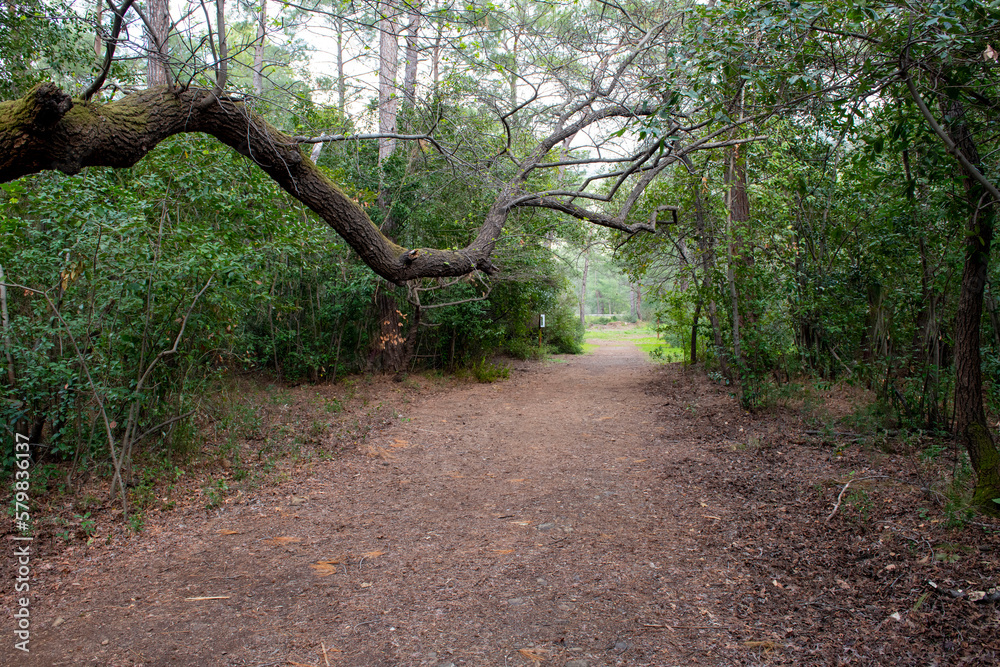 Naklejka premium Green oriental sweetgum forest, Liquidambar orientalis, endemic to Turkey, Marmaris Gunnucek Milli Parki , Mugla
