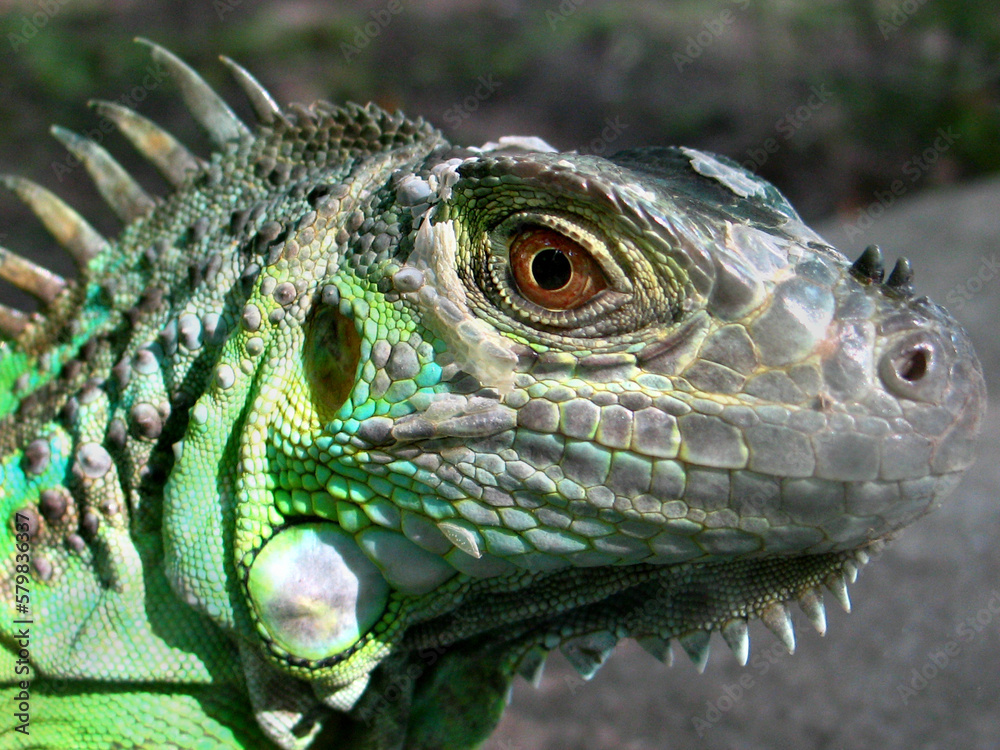 Fototapeta premium Green iguana (Iguana iguana) portrait