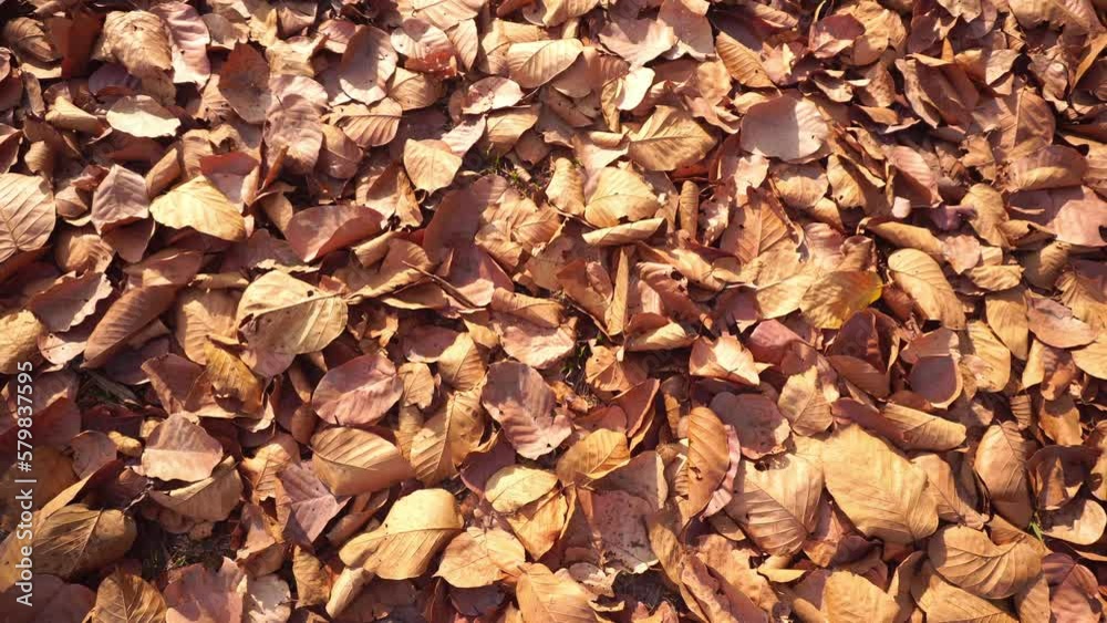 The leaves of the trees fall in the spring. The leaves of the trees fall in the spring.