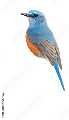 isolated northern blue bird with orange breast on a perch illustration, spring illustration, PNG, Transparent Background, vertical, horizontal, Sialia sialis, generative ai © Purple Penguin GFX
