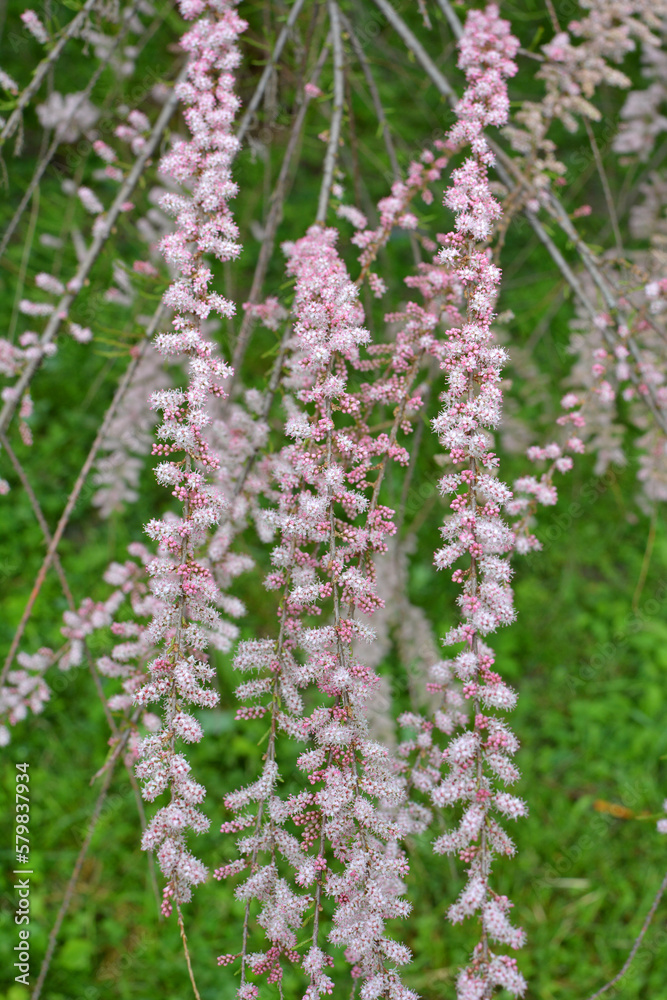 In the spring, tamarix grows in nature In the spring, tamarix grows in nature