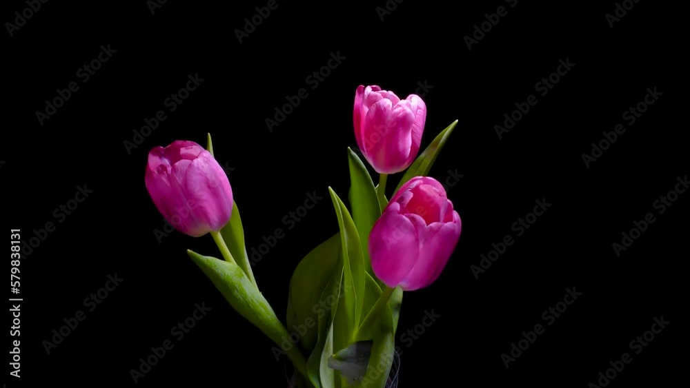 A bouquet of three tulips rotates on a black background A bouquet of three tulips rotates on a black background