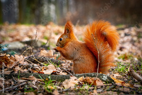 Red squirrel. © Arkadiusz Fajer