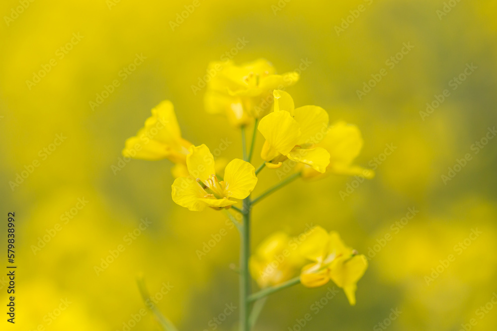 A vibrant rapeseed flower with a shallow depth of field