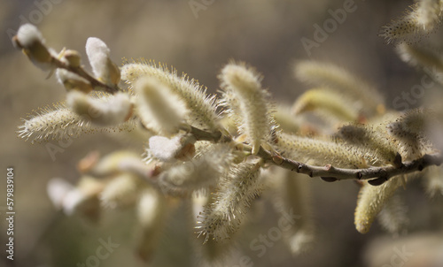 Flora of Gran Canaria -  Salix canariensis, Canary Islands willow, soft light yellow catkins flowering in winter photo