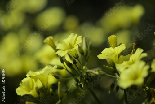 Flora of Gran Canaria -  Oxalis pes-caprae, invasive plant on the Canary Islands photo