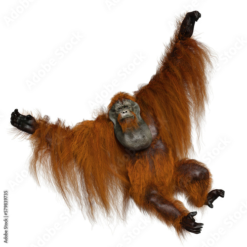 A 3d rendered overlay of an orangutan hanging. HWWO Stock  photo