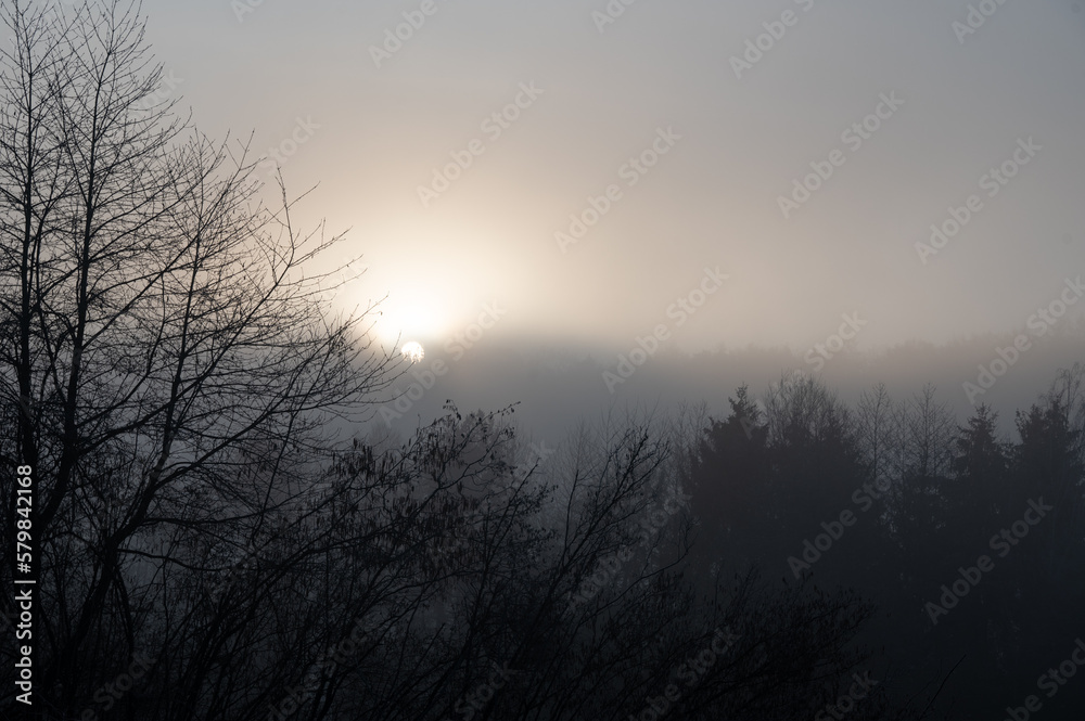 A forest on a frosty foggy morning at sunrise A forest on a frosty foggy morning at sunrise