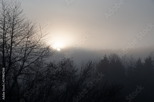 A forest on a frosty foggy morning at sunrise