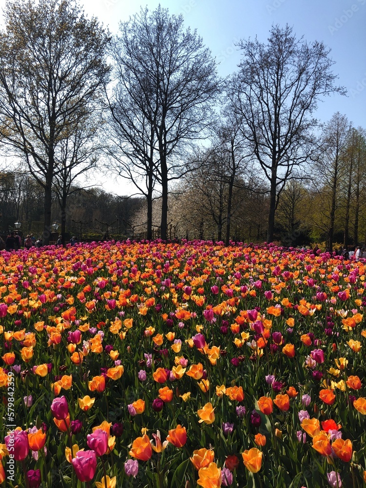 tulip field in spring tulip field in spring