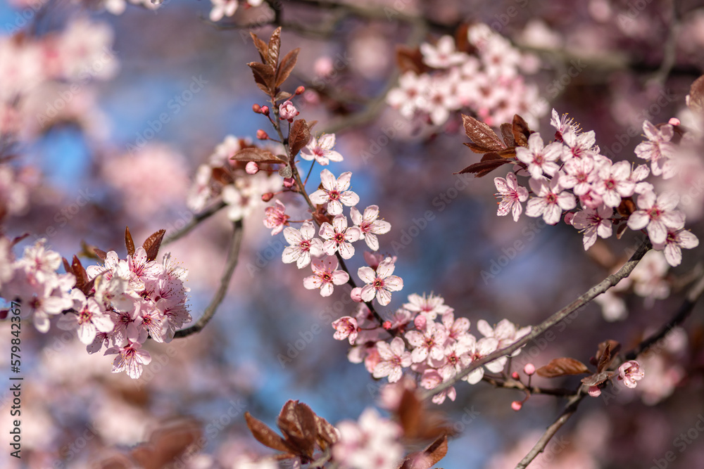 Beautiful pink cherry blossom with nice bokeh Beautiful pink cherry blossom with nice bokeh