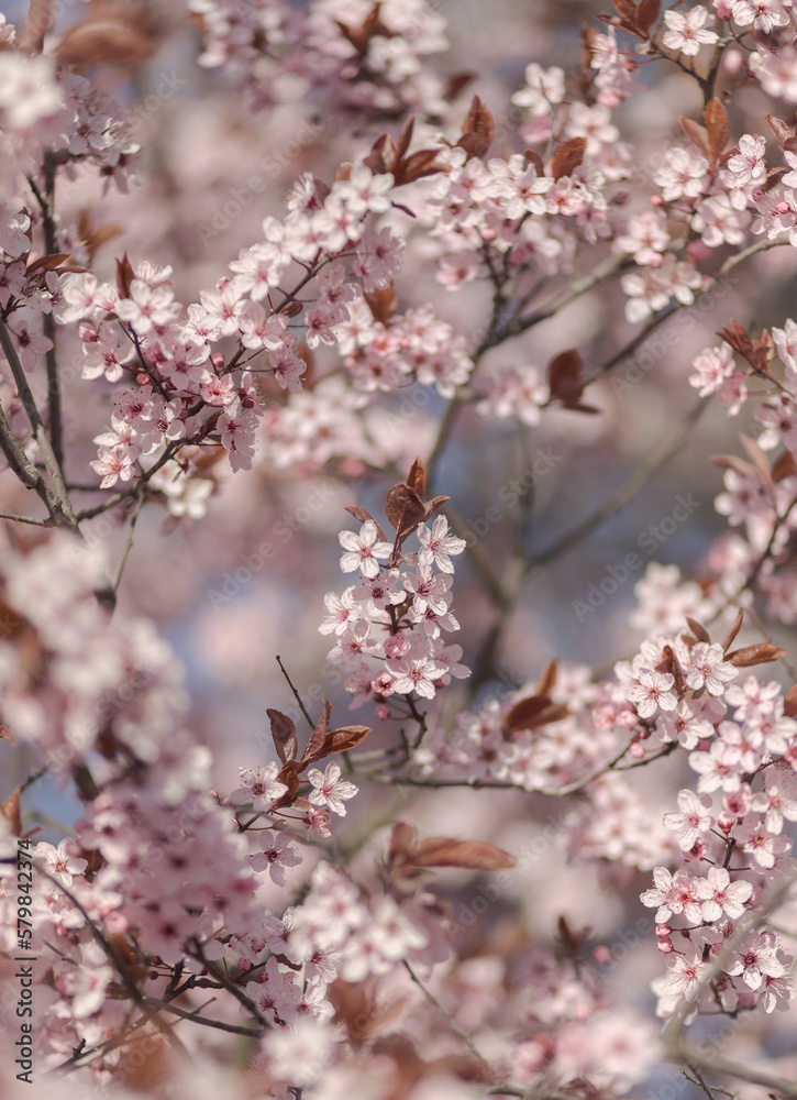 Beautiful pink cherry blossom with nice bokeh Beautiful pink cherry blossom with nice bokeh