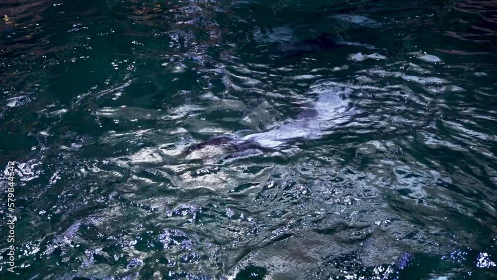 Unknown creatures underwater on the surface of the sea Unknown creatures underwater on the surface of the sea