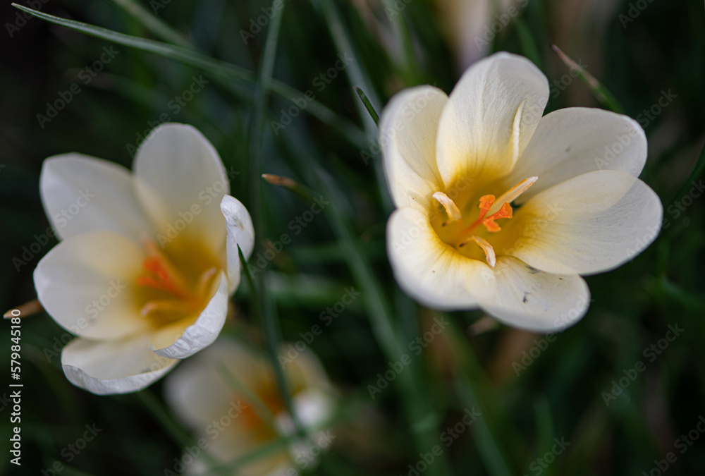 Macro de petit fleur blanche