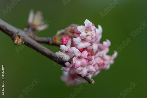 Branche fleurie en gros plan