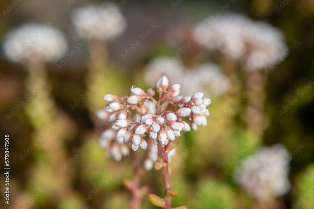 Close up of white stonecrop (sedum album) flowers in bloom