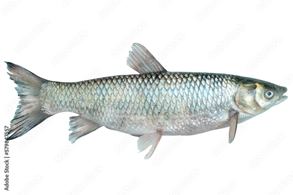 Ctenopharyngodon idella live fish isolated on transparent background. White amur fish. - obrazy, fototapety, plakaty 