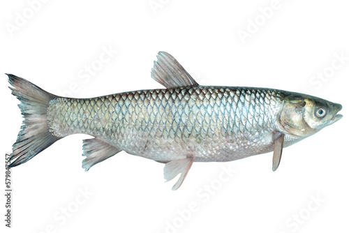 Ctenopharyngodon idella live fish isolated on transparent background. White amur fish.
