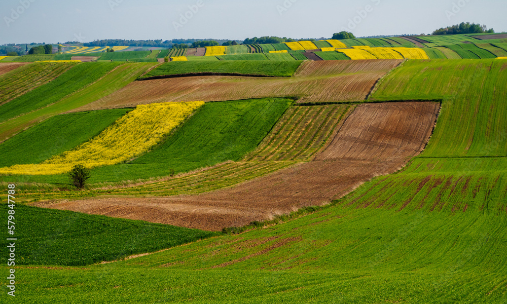 Fototapeta premium Spring farmland in the hills of Roztocze in Poland. Young green cereals. Blooming rapeseed. Low shining sun illuminating fields, Trees and bushes. Roztocze. Eastern Poland.
