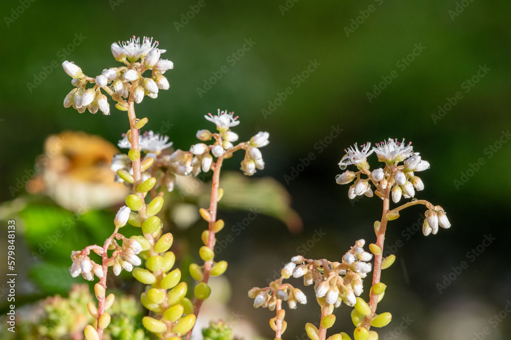 Close up of white stonecrop (sedum album) flowers in bloom Close up of white stonecrop (sedum album) flowers in bloom