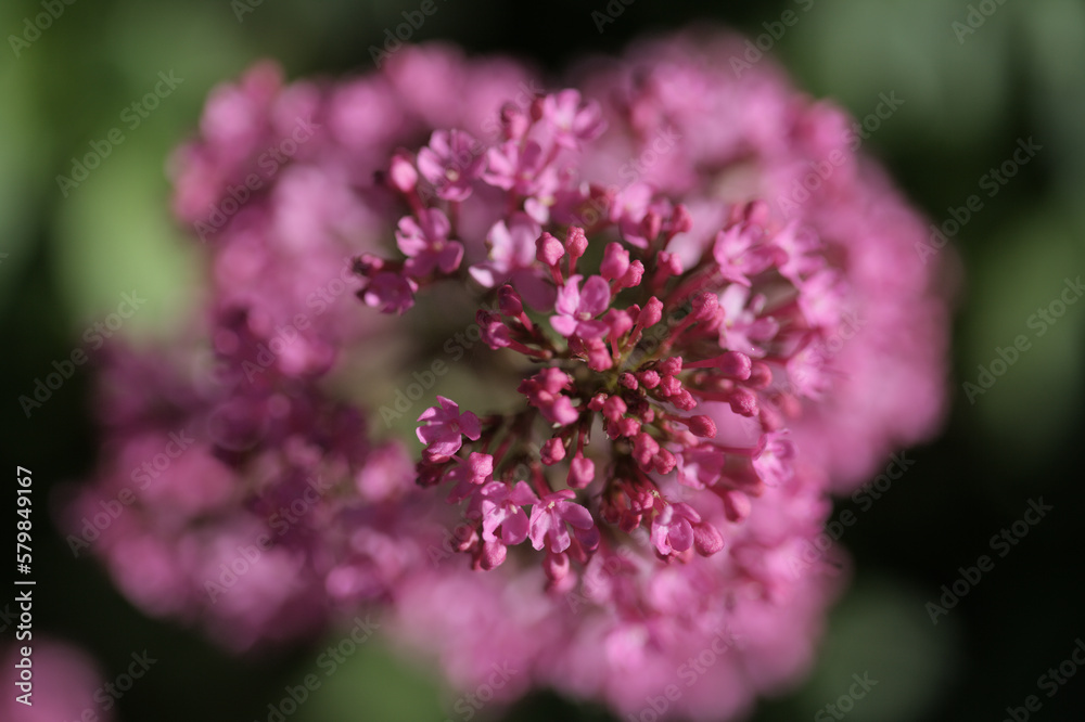 Flora of Gran Canaria -  Centranthus ruber, red valerian, invasive in Canaries natural macro floral background