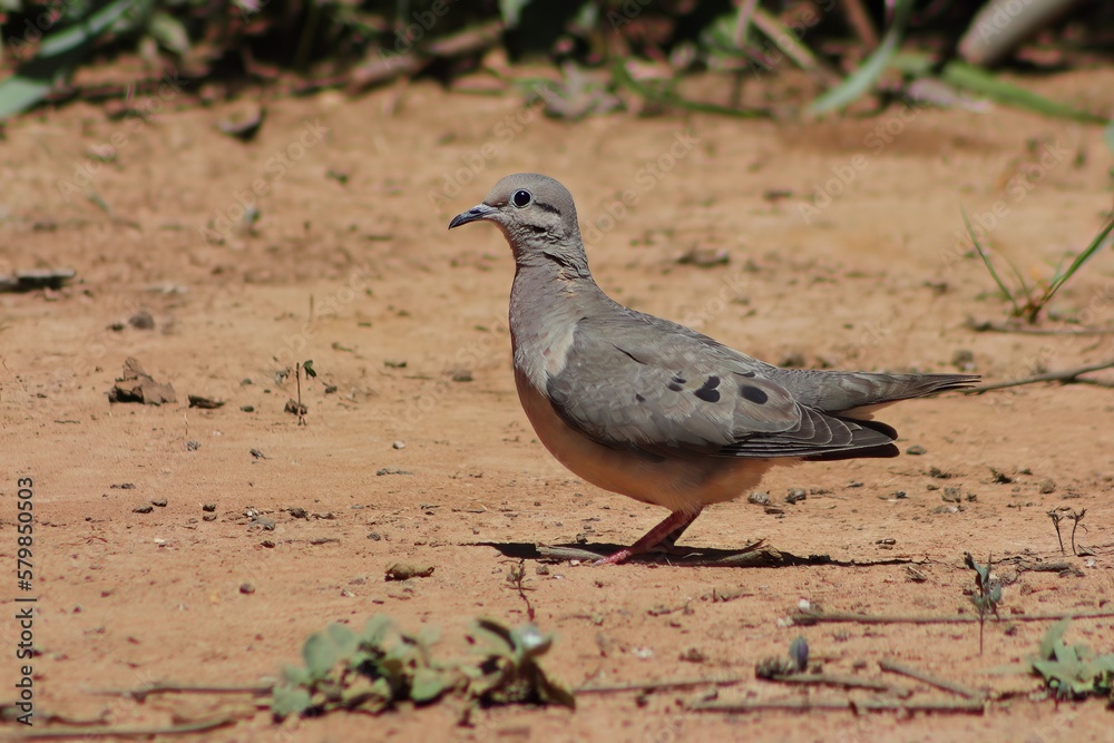 Obraz premium Bird in its natural habitat