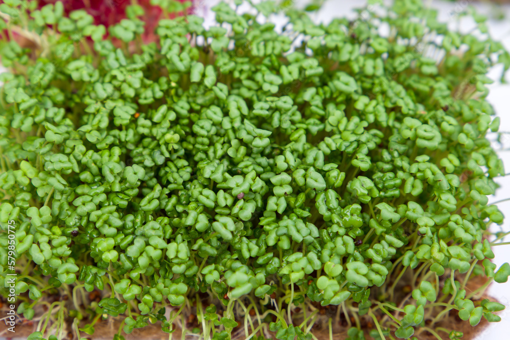 Microgreen mustard sprouts close-up on a white background