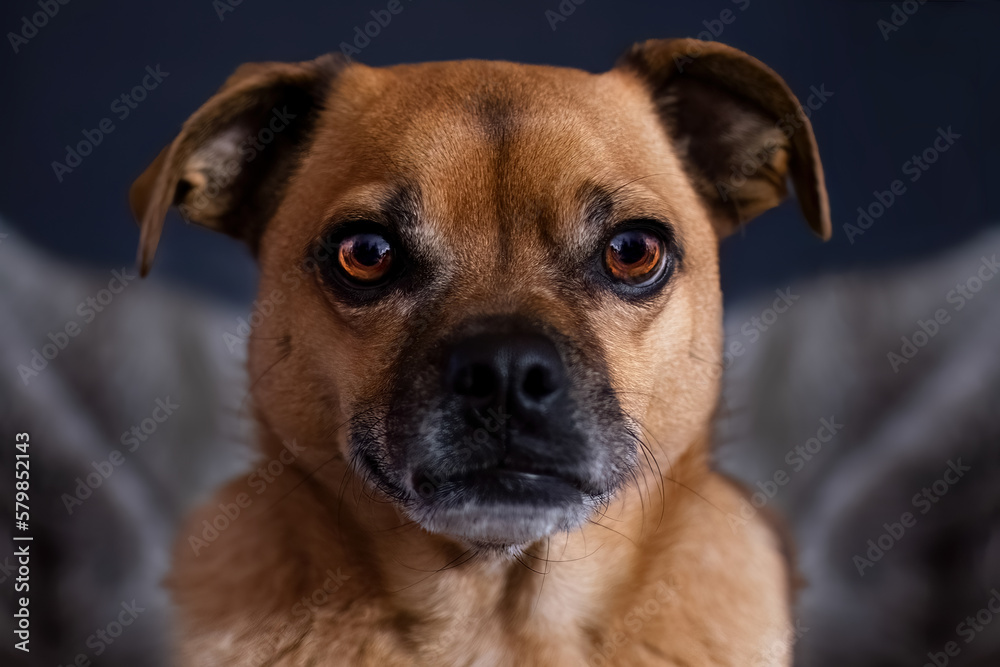 A Pug - German Pinscher Crossbreed Dog With Amber Colored Eyes