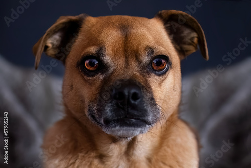 A Pug - German Pinscher Crossbreed Dog With Amber Colored Eyes