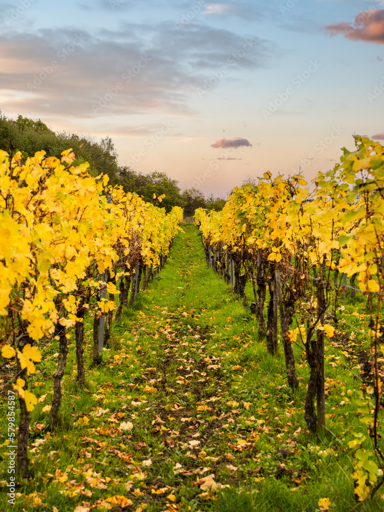 Rows of autumn vineyards in Bruttig-Fankel village, Cochem-Zell, Germany