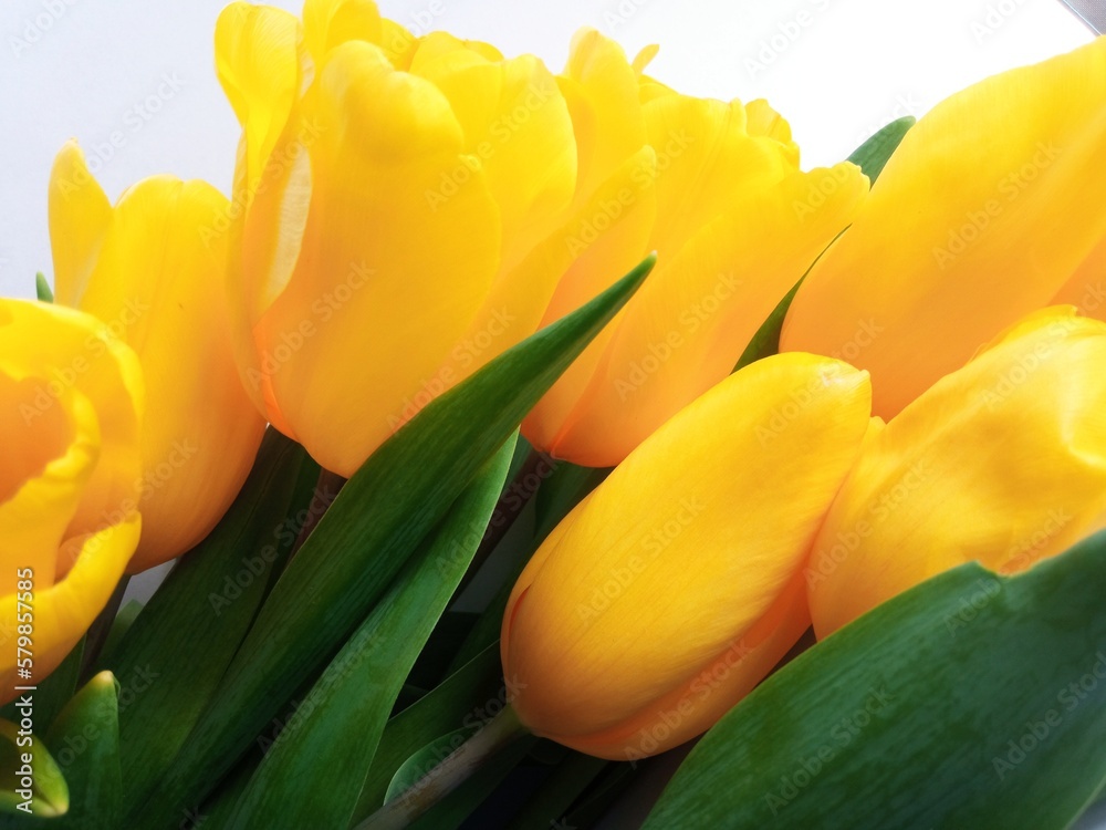 Floral background for the text at the bottom. Yellow tulips isolated on a white background. Spring bouquet of fresh flowers with green leaves. Festive summer background for the inscription