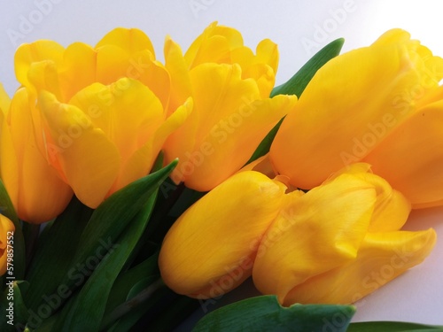 Obraz na płótnie Floral background for the text at the bottom. Yellow tulips isolated on a white background. Spring bouquet of fresh flowers with green leaves. Festive summer background for the inscription w salonie