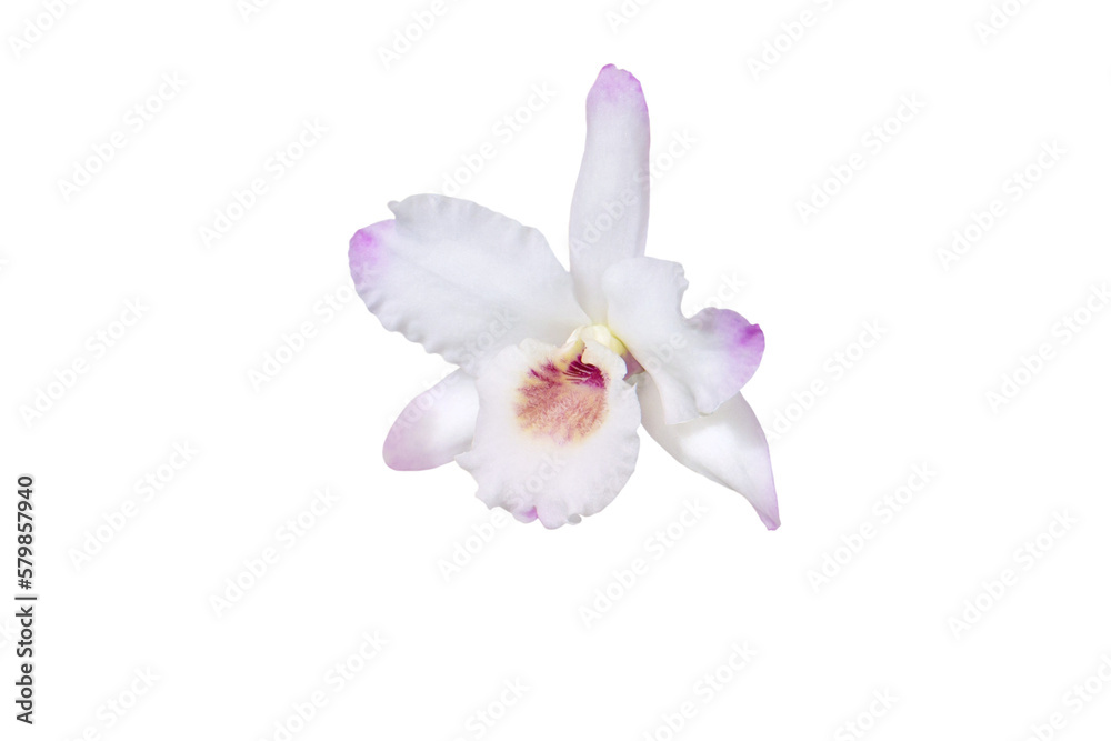 Dendrobium orchid hybrid white single flower with small amount of pale pink or purple isolated transparent png Dendrobium orchid hybrid white single flower with small amount of pale pink or purple isolated transparent png