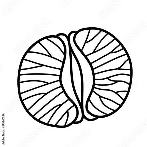 Half a peeled tangerine. Hand drawn sketch icon of citrus fruit, clementine, mandarin. Isolated vector illustration in doodle line style.