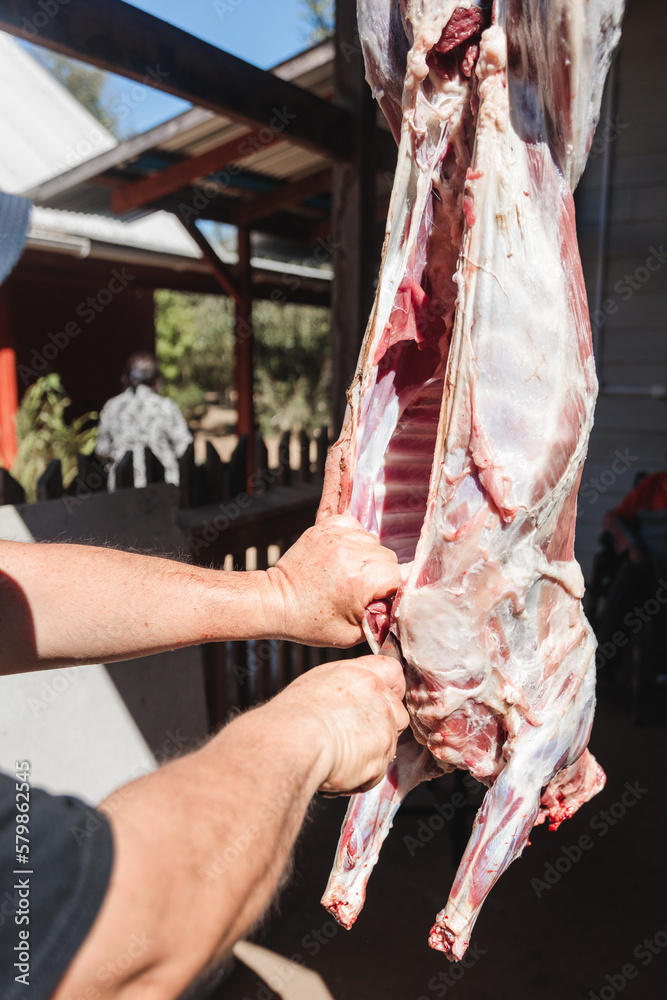 Unrecognizable latin man butchering a hanging lamb outside his country house. Patagonian traditions