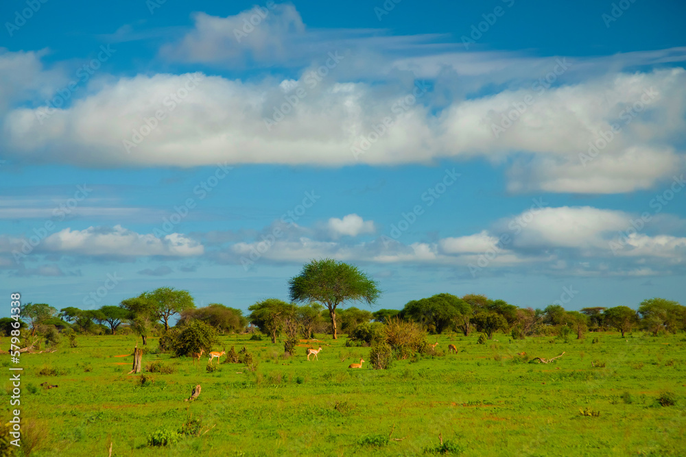 Beautiful landscape with animals, trees and mountains in Africa.