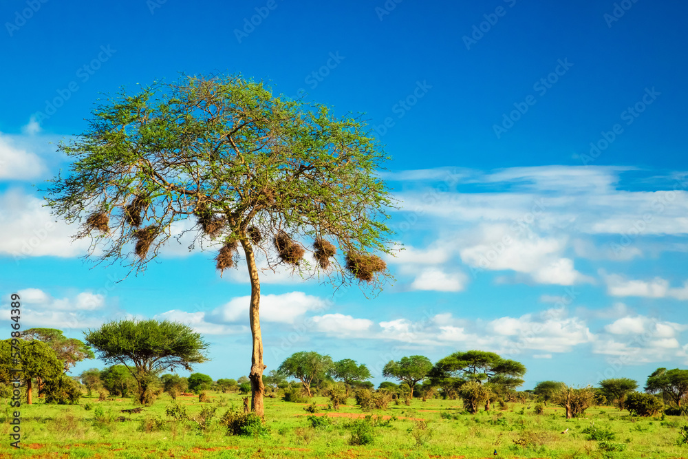Fototapeta premium Beautiful landscape with animals, trees and mountains in Africa.