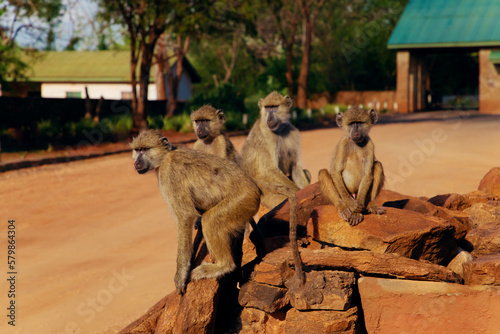 Baboons family . Three babons sitting funny ekspresion photo