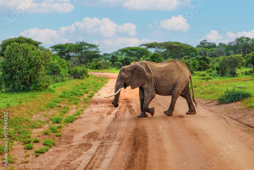 Big elephant crossing the brown sand road in a bush