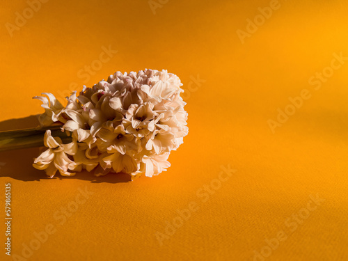 Hyacinth on an orange background