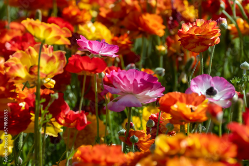 colorful flowers © Mythaiphotography