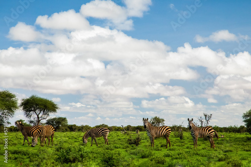 Several Zebras in the grass nature habitat  National Park of Kenya. Wildlife scene from nature in Africa