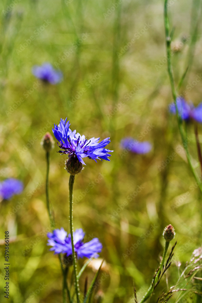 Cornflowers in a summer field on a sunny day, soft selective focus. Summer floral background Cornflowers in a summer field on a sunny day, soft selective focus. Summer floral background