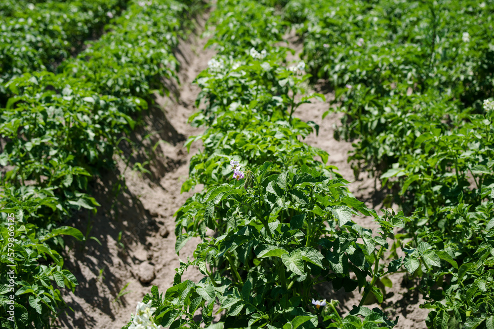 Rows of green field of flowering potatoes in summer on a sunny day. Agriculture Rows of green field of flowering potatoes in summer on a sunny day. Agriculture