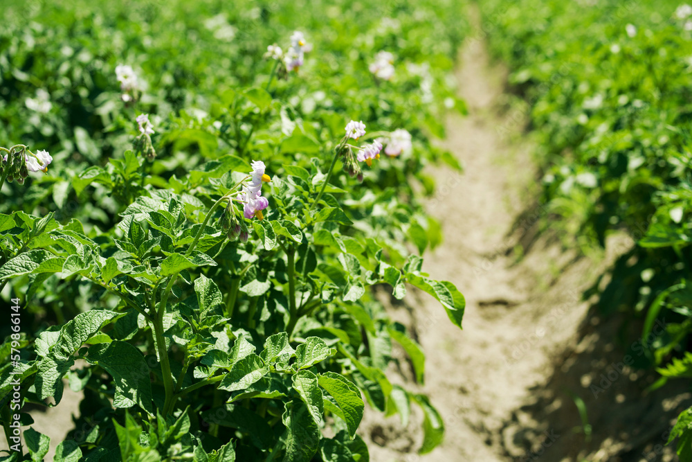 Rows of green field of flowering potatoes in summer on a sunny day. Agriculture Rows of green field of flowering potatoes in summer on a sunny day. Agriculture