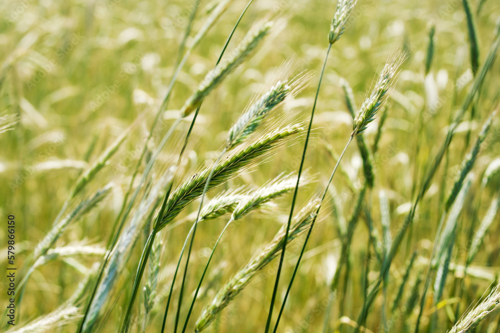 Obraz premium Green rye field ripens on a sunny summer day, soft focus. Agriculture